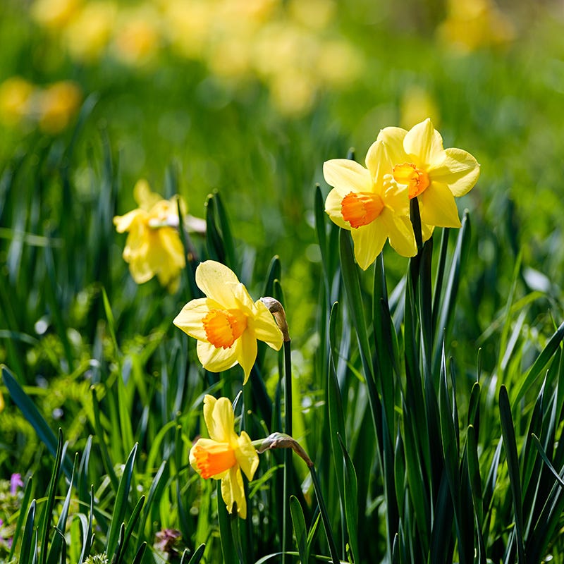  Fortissimo Large Cupped Daffodil