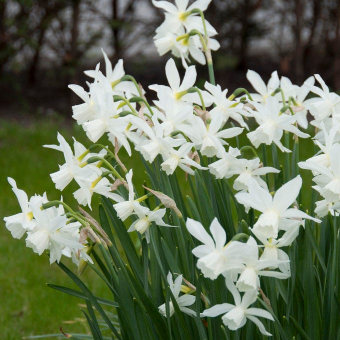  Thalia Daffodil