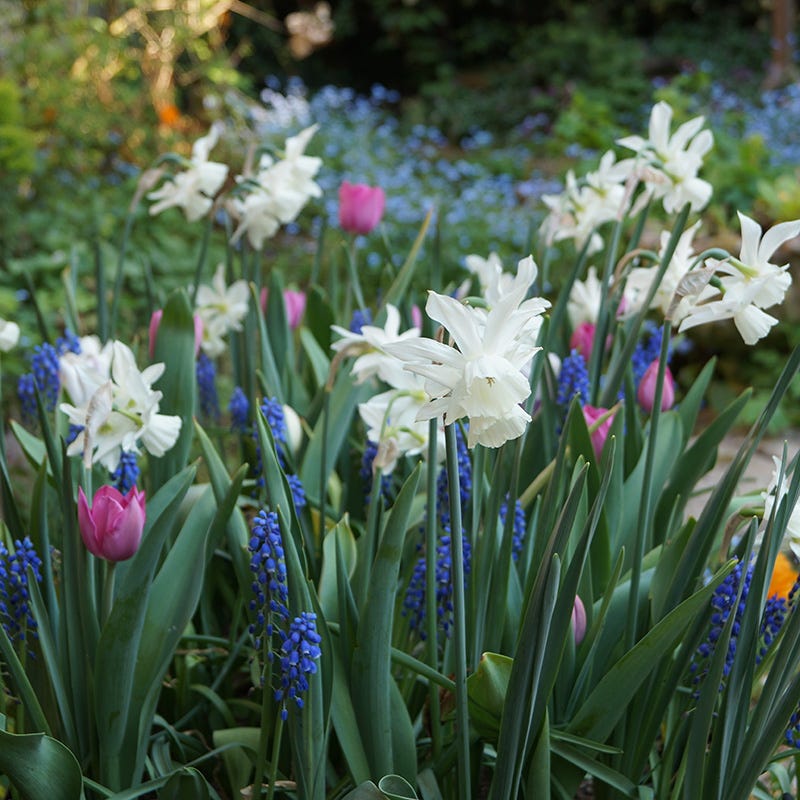 Thalia Daffodil