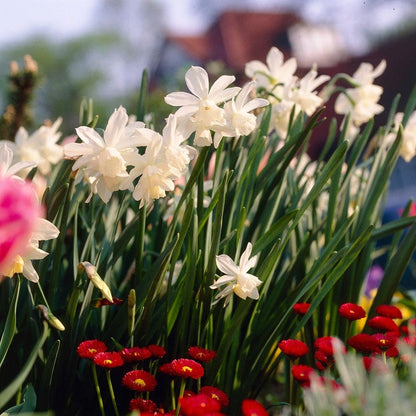  Thalia Daffodil