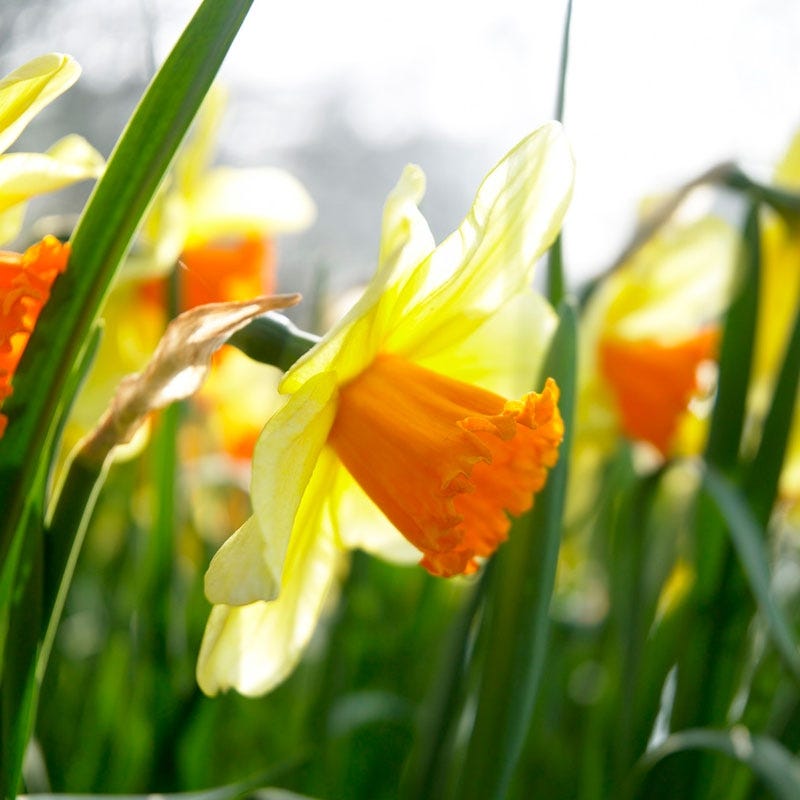  Fortissimo Large Cupped Daffodil