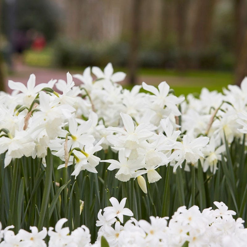 Thalia Daffodil