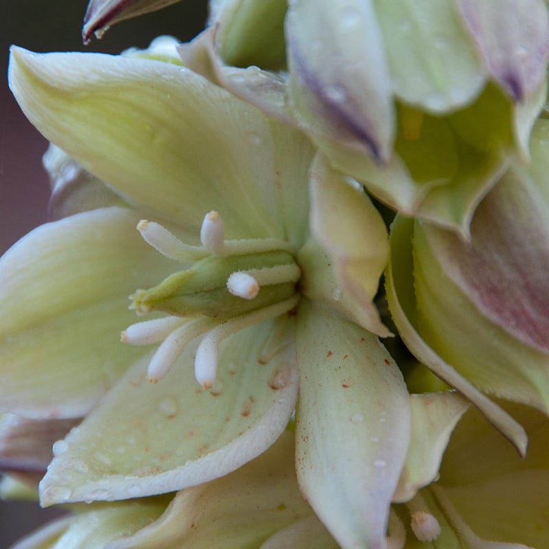  Narrowleaf Yucca