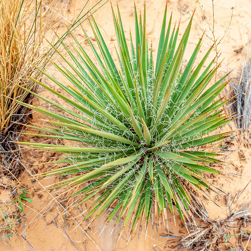  Narrowleaf Yucca