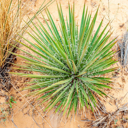  Narrowleaf Yucca
