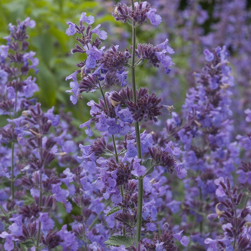  Summer Showstopper Pre-Planned Garden