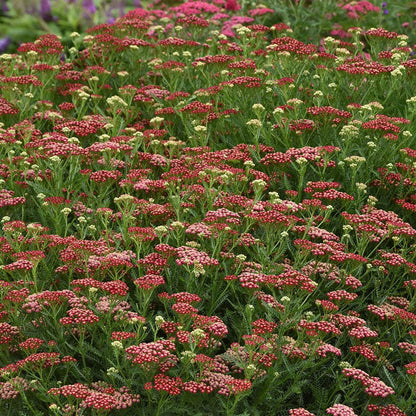  New Vintage™ Red Yarrow