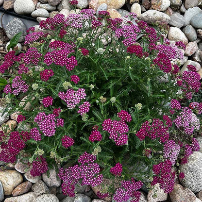  New Vintage™ Red Yarrow