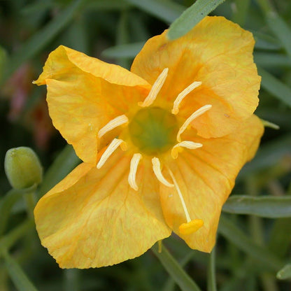  Missouri Evening Primrose