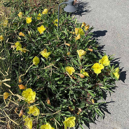  Missouri Evening Primrose