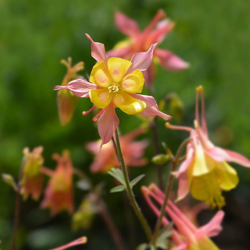  Barneby's Columbine