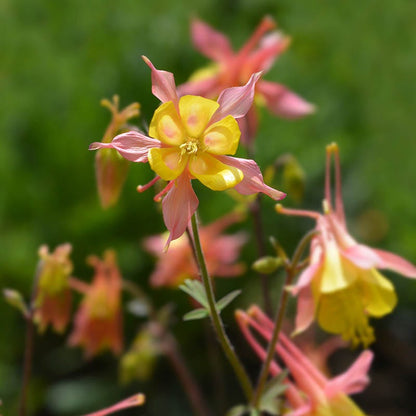  Barneby's Columbine