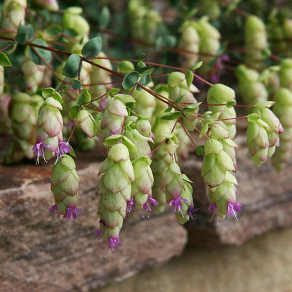  Cascading Hopflower Oregano