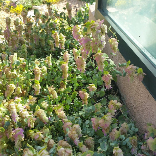  Cascading Hopflower Oregano