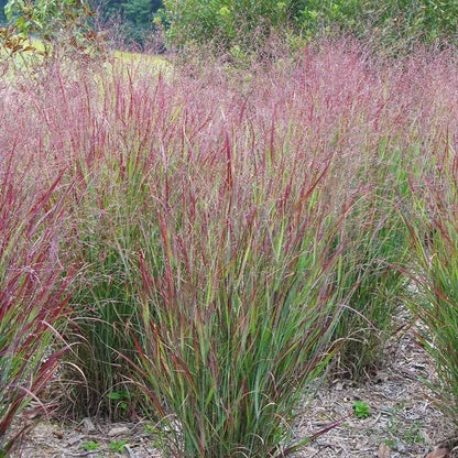  Watershed Wise Pre-Planned Garden