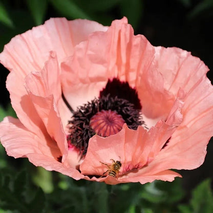  Princess Louise Oriental Poppy