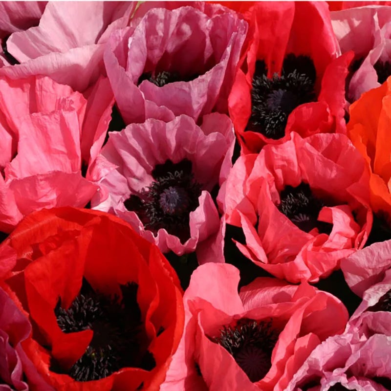  Oriental Poppy Collection (Papaver)