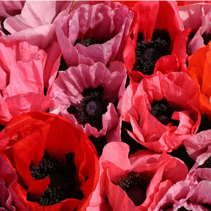  Oriental Poppy Collection (Papaver)