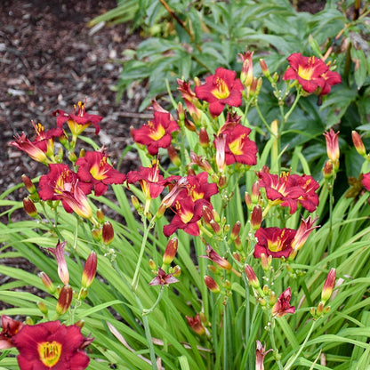  Pardon Me Reblooming Daylily