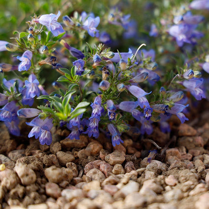  Waggon Wheel® Bluemat Penstemon