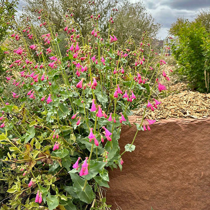  Sunset Crater Penstemon