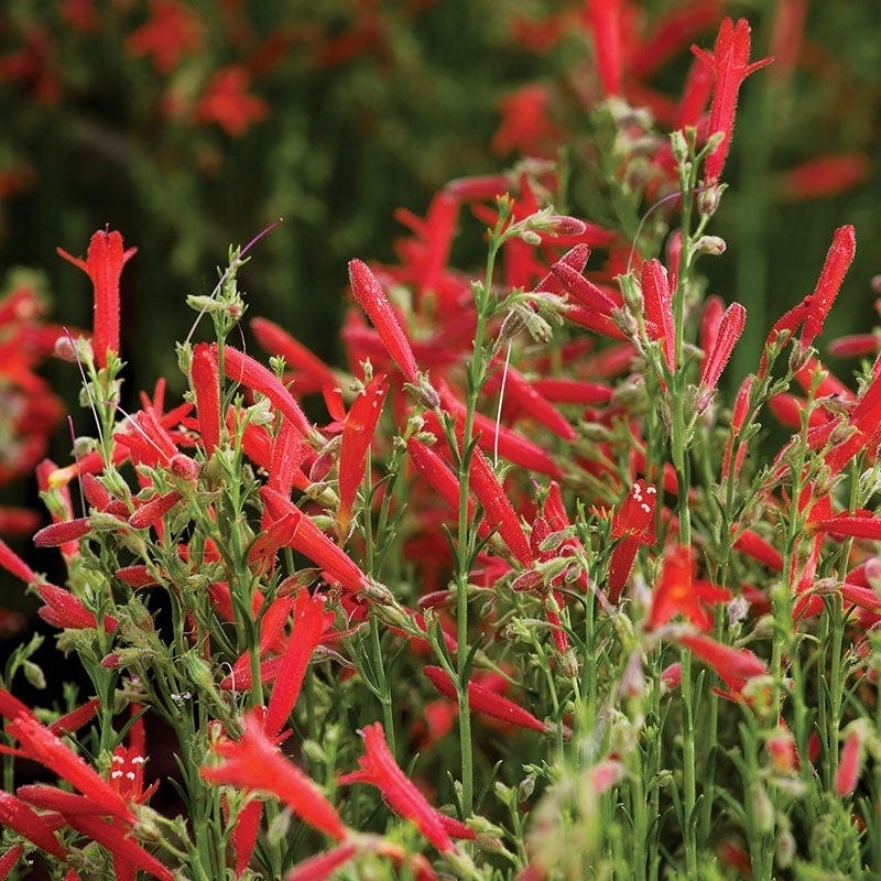 Summer Showstopper Pre-Planned Garden