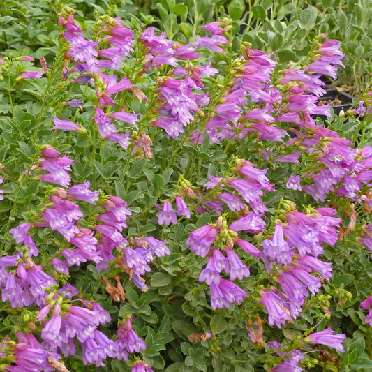  Davidson's Penstemon