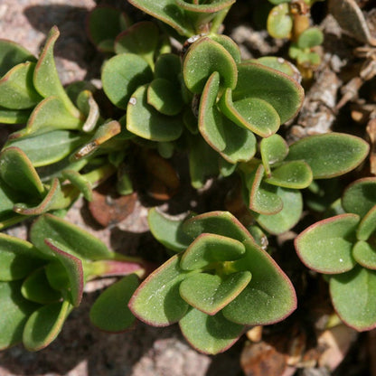  Davidson's Penstemon