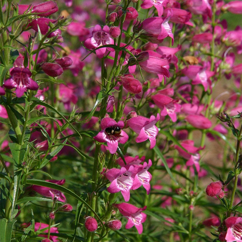  Habitat Hero Birdwatcher Pre-Planned Garden