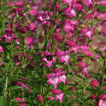  Habitat Hero Birdwatcher Pre-Planned Garden