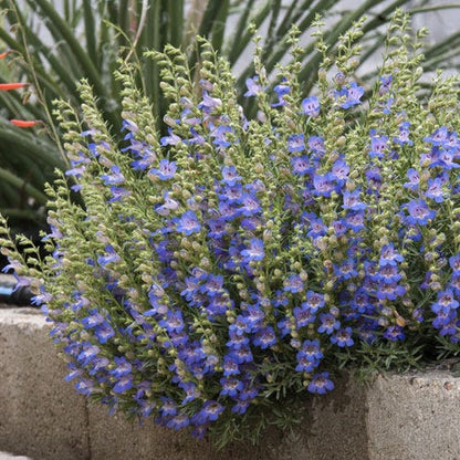 Blue Lips Penstemon