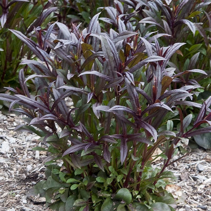  Dark Towers Penstemon