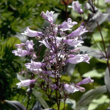  Dark Towers Penstemon