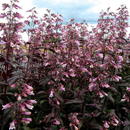  Dark Towers Penstemon