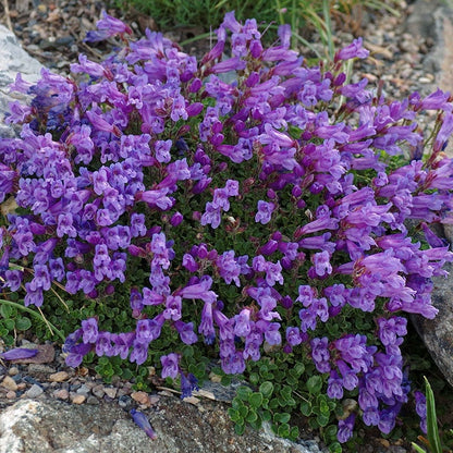  Davidson's Penstemon