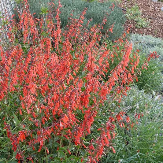 Firecracker Penstemon Richfield Strain
