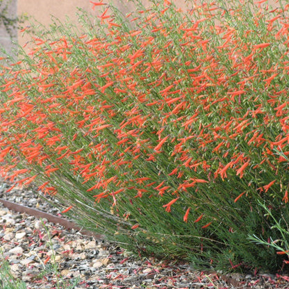  Pineleaf Penstemon