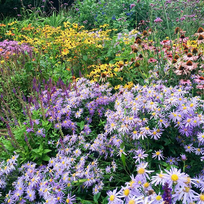  High Country Meadow Native Wildflower Seed Mix