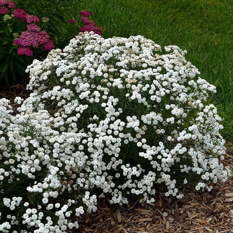  Peter Cottontail Yarrow