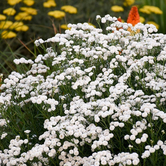  Peter Cottontail Yarrow