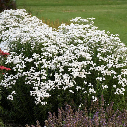 Peter Cottontail Yarrow