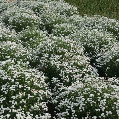  Peter Cottontail Yarrow