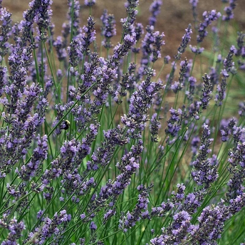  Phenomenal® Lavender