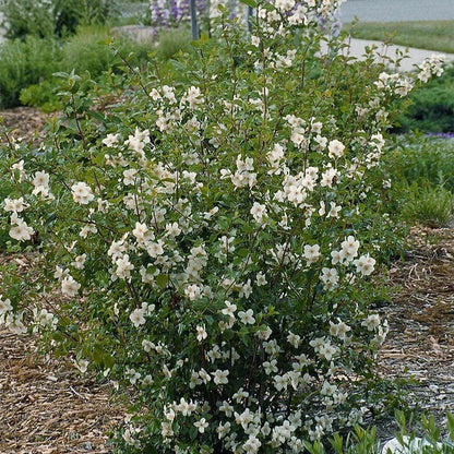 Cheyenne® Mock Orange