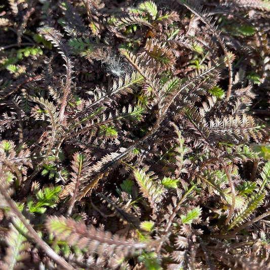  Platt's Black Brass Buttons (Leptinella)