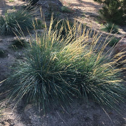  Mini Oat Grass (Poa)
