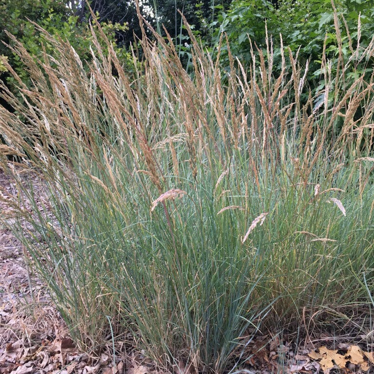  Mini Oat Grass (Poa)