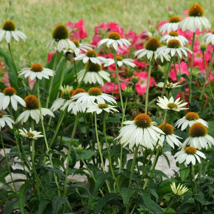  PowWow® White Echinacea