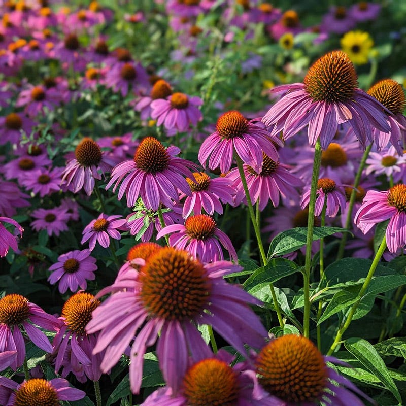  PowWow® Wild Berry Echinacea