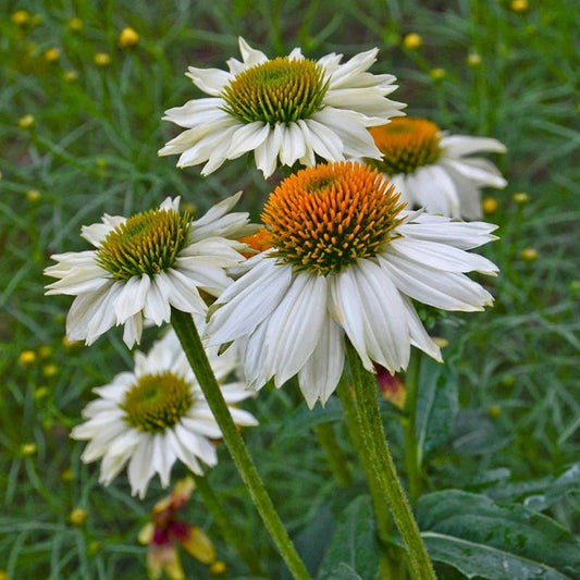  PowWow® White Echinacea
